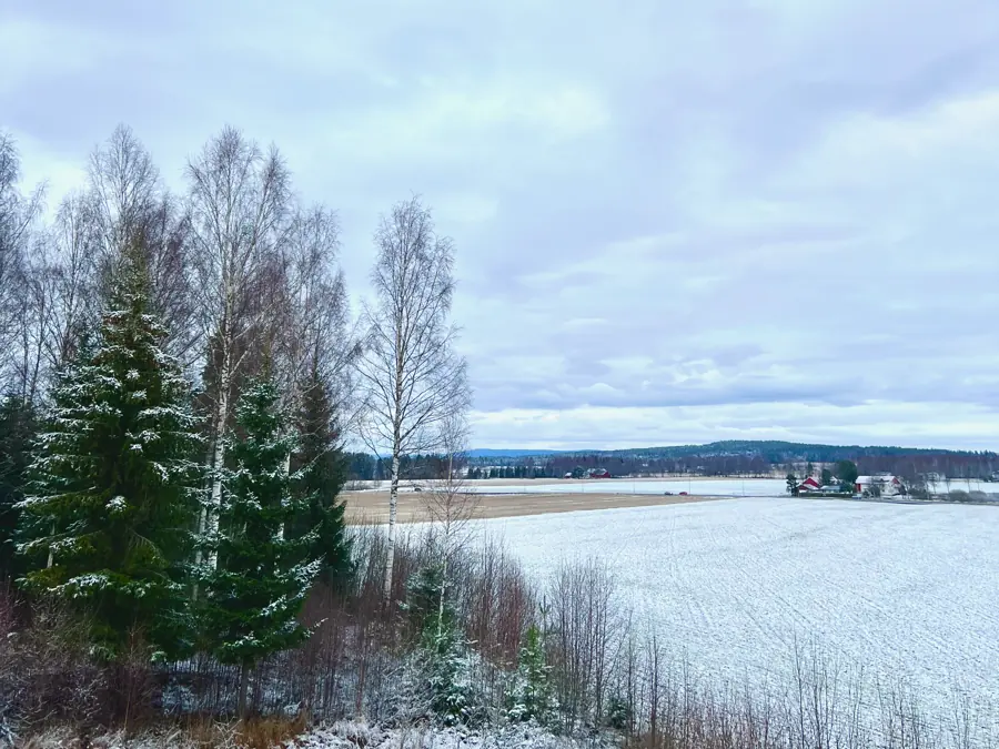 Un campo nevado junto a un lago, con abetos y abedules.