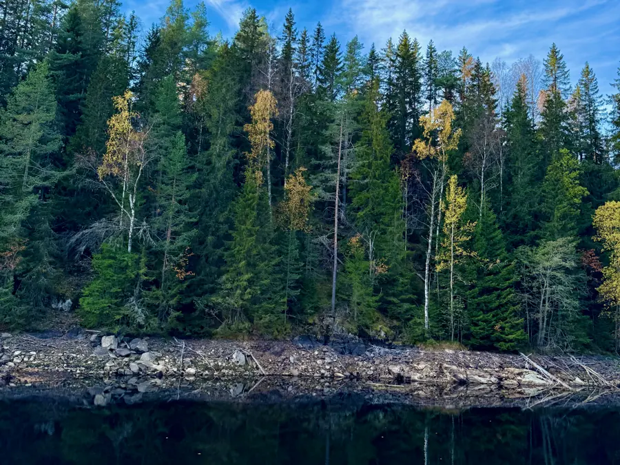 Un lago tranquilo al pie de un bosque de abetos en otoño.
